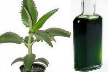 Tincture kalanchoe